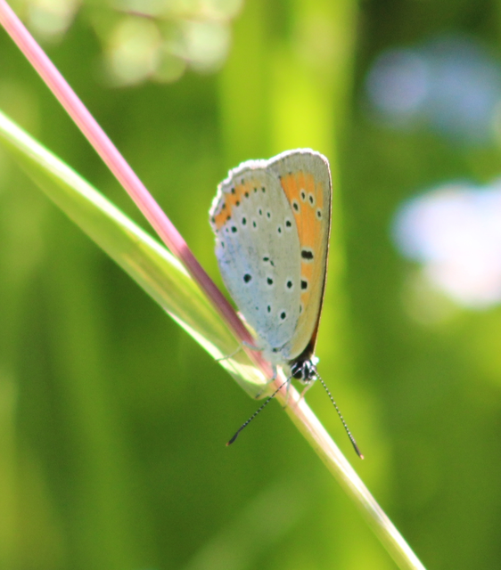 Lycaena dispar rutilus - nagy tűzlepke