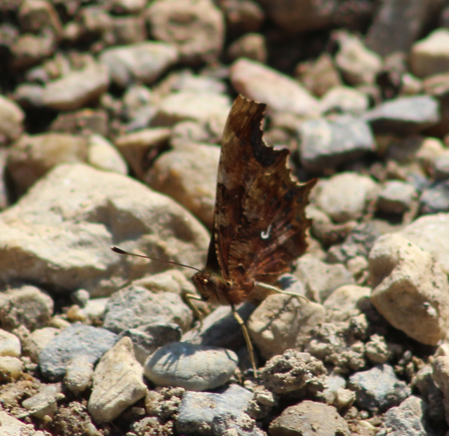 Nymphalis c-album - C-betűs lepke