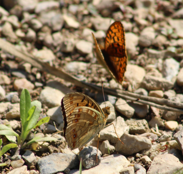 Argynnis adippe - ezüstös gyöngyházlepke