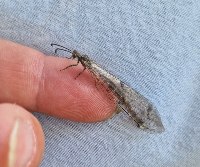Distoleon tetragrammicus - négyfoltos hangyaleső