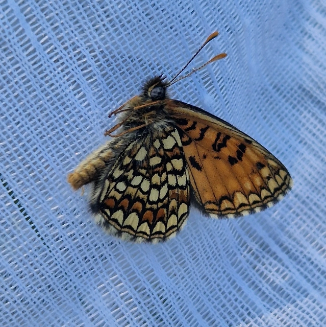 Melitaea aurelia - recés tarkalepke