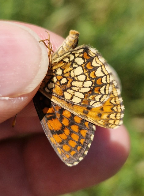 Melitaea aurelia - recés tarkalepke