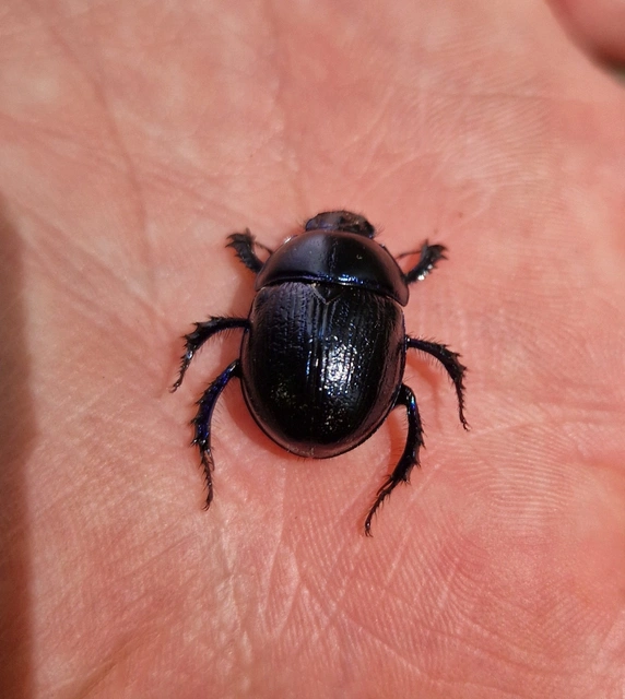 Anoplotrupes stercorosus - erdei álganéjtúró