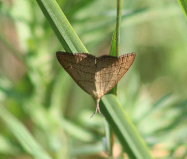 Polypogon tentacularia - sötétaljú karcsúbagoly