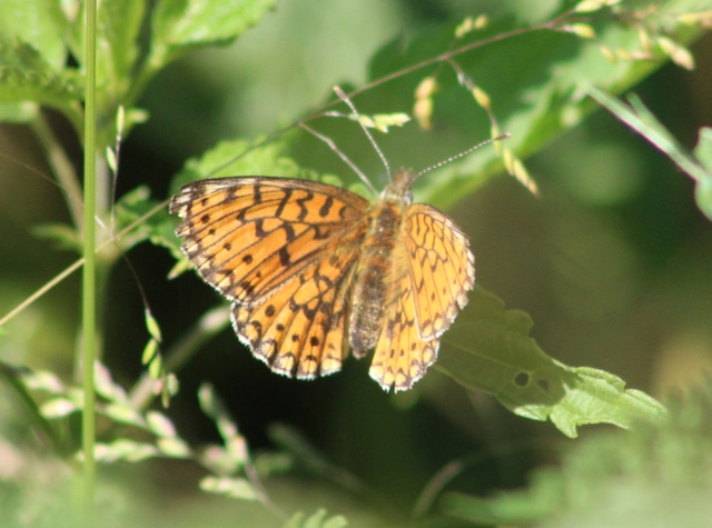 Boloria selene - fakó gyöngyházlepke