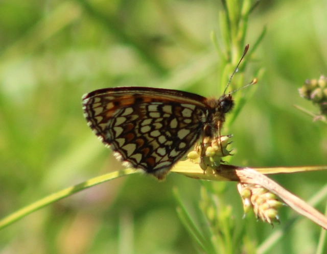 Melitaea britomartis - barnás tarkalepke