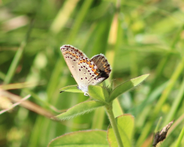 Plebejus idas - északi boglárka