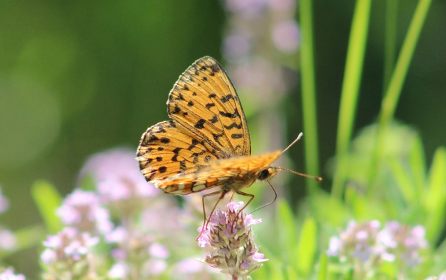 Boloria selene - fakó gyöngyházlepke
