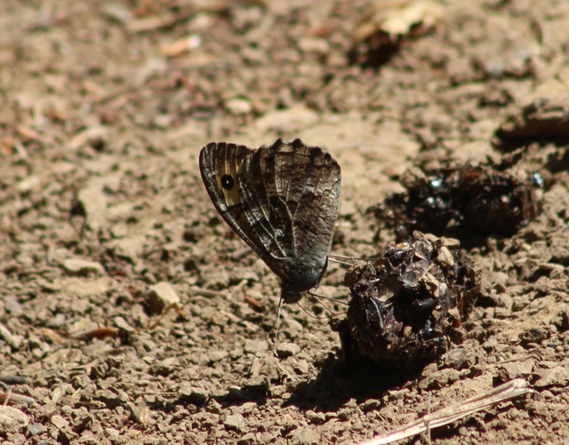 Hipparchia semele - barna szemeslepke