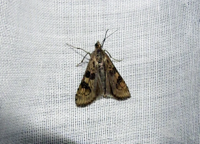 Nomophila noctuella - közönséges vándormoly