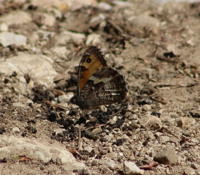 Hipparchia semele - barna szemeslepke