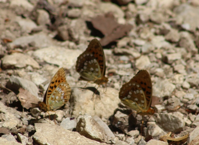 Argynnis adippe - ezüstös gyöngyházlepke