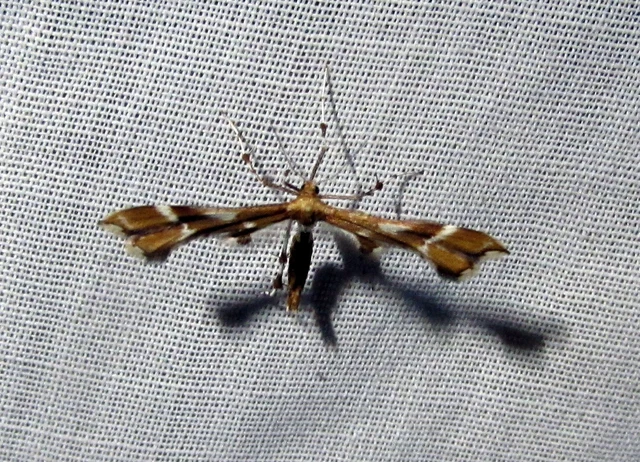 Cnaemidophorus rhododactyla - rózsabogyó-tollasmoly