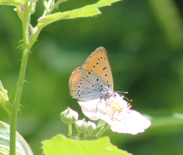 Lycaena dispar rutilus - nagy tűzlepke