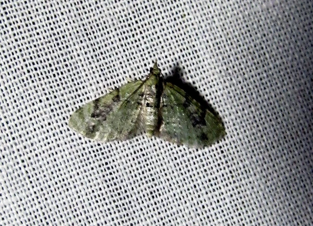 Chloroclystis v-ata - zöldes törpearaszoló