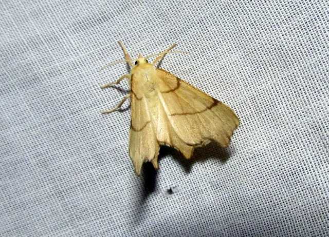 Ennomos erosaria - hársfa-levélaraszoló
