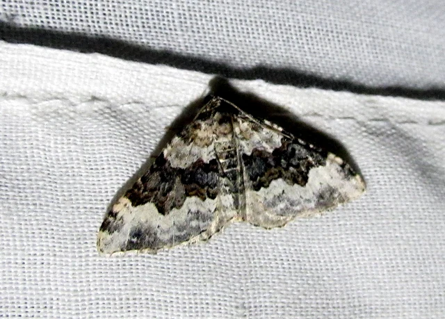 Epirrhoe galiata - sávos galajaraszoló