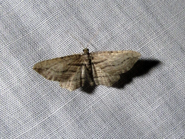 Horisme corticata - barna iszalagaraszoló