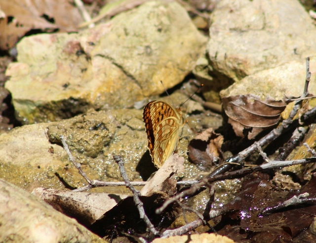 Argynnis adippe - ezüstös gyöngyházlepke