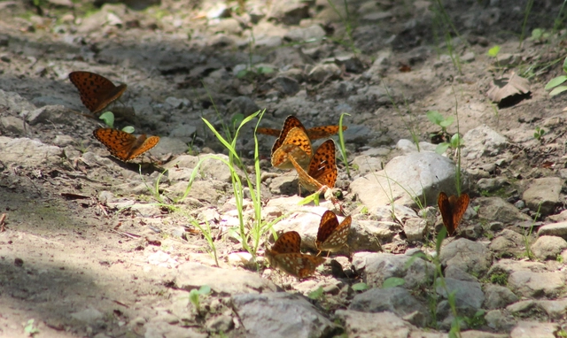 Argynnis adippe - ezüstös gyöngyházlepke