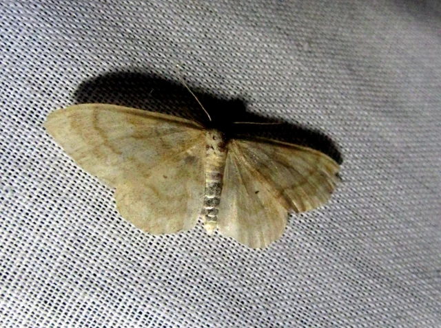 Idaea deversaria - egyszínű sávosaraszoló