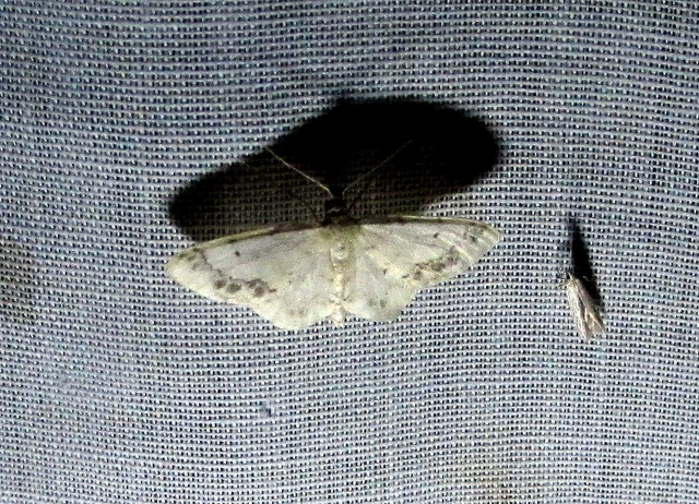 Idaea trigeminata - csúcsfoltos apróaraszoló