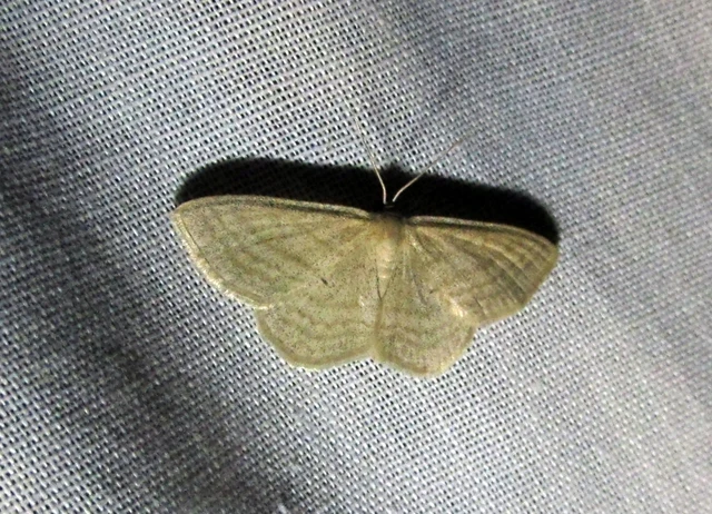 Scopula virgulata - vesszős sávosaraszoló