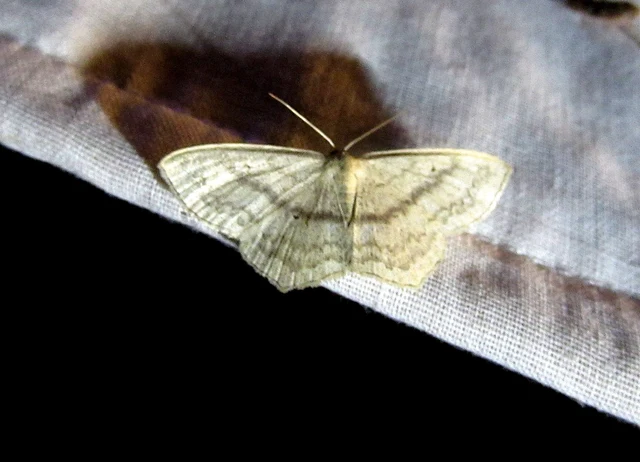 Scopula nigropunctata - feketepettyes araszoló
