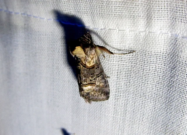 Abrostola asclepiadis - barnaövű csalánbagoly