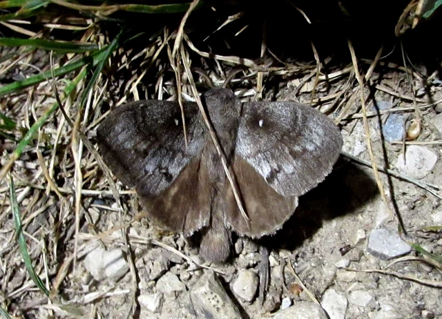 Dendrolimus pini - fenyőpohók