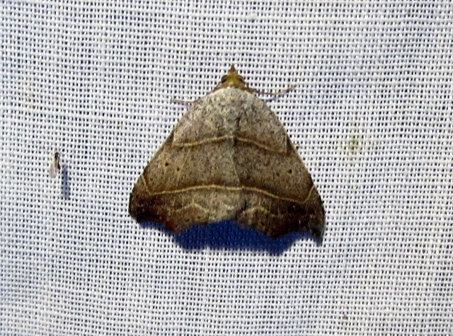 Laspeyria flexula - zuzmóbagoly