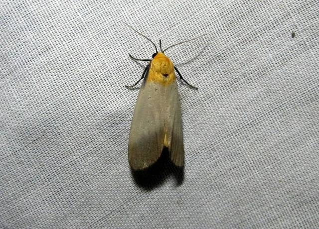 Lithosia quadra - négypettyes zuzmószövő