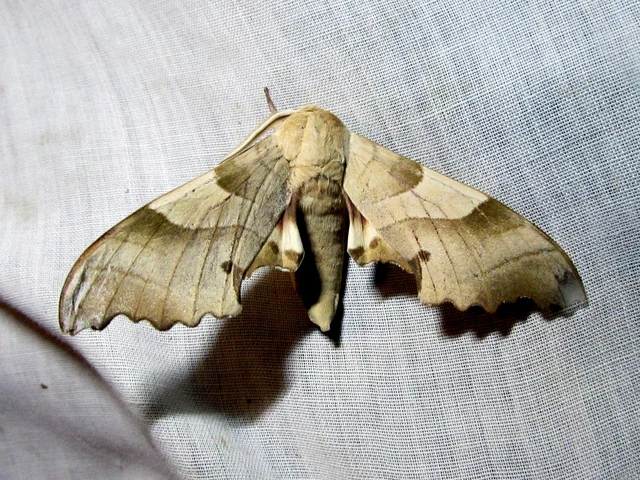 Marumba quercus - tölgyfaszender