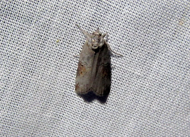 Nycteola asiatica - nyárfa-trapézbagoly