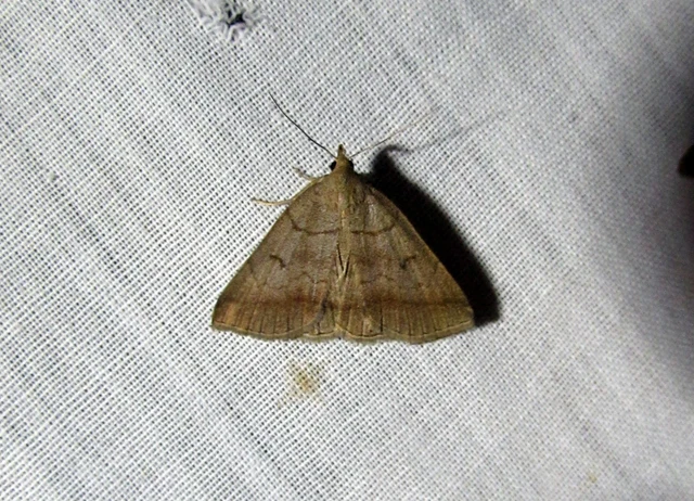 Zanclognatha lunalis - pelyheslábú karcsúbagoly