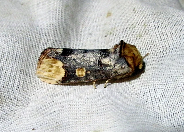 Phalera bucephaloides - magyar púposszövő