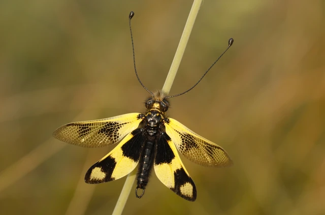 Libelloides macaronius - keleti rablópille