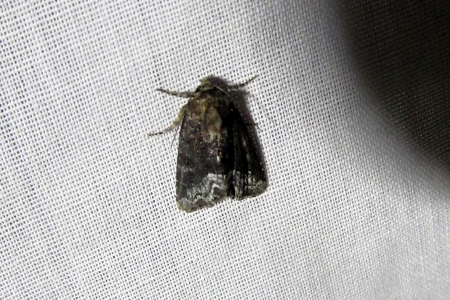 Oligia strigilis - kormos dudvabagoly