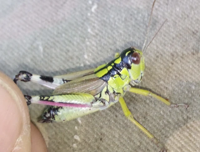 Miramella alpina - alpesi sáska