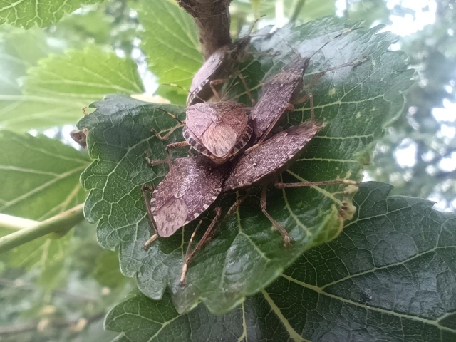 Halyomorpha halys - ázsiai márványospoloska