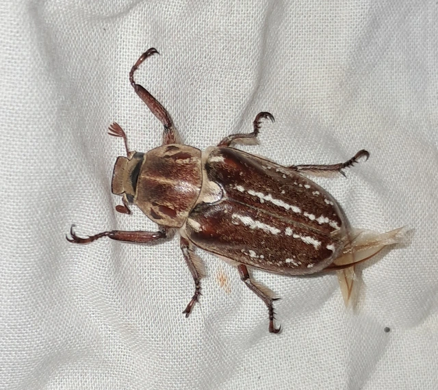 Anoxia orientalis - keleti cserebogár