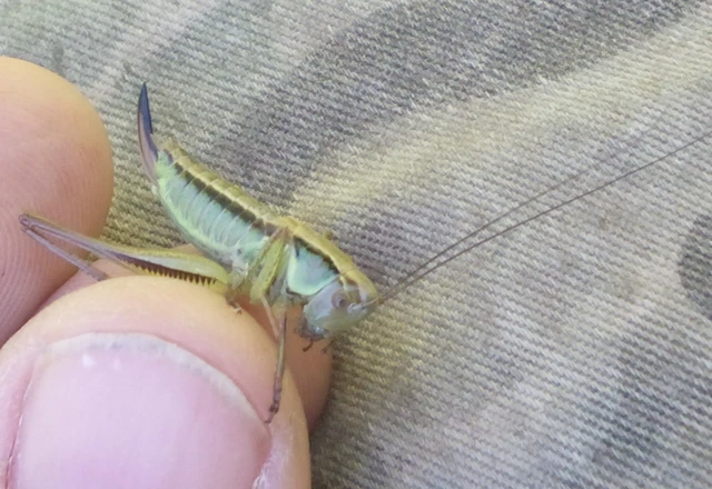 Platycleis