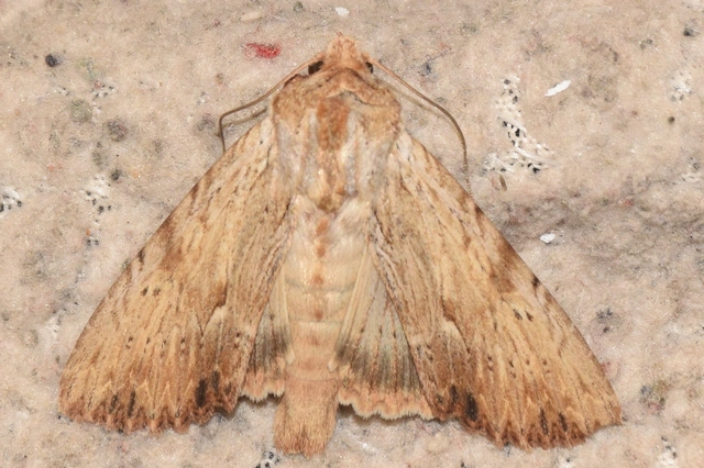 Apamea lithoxylaea - fakó dudvabagoly