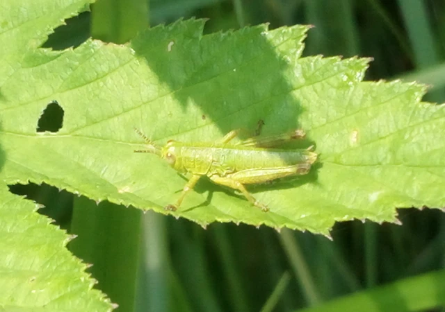 Odontopodisma