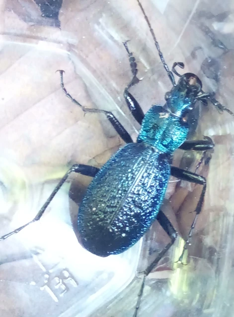 Carabus intricatus - kék laposfutrinka