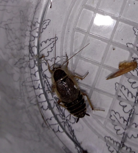 Blattodea - Csótányok