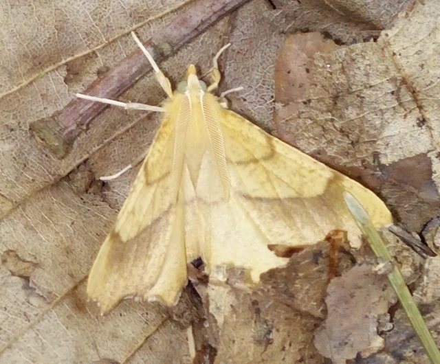 Ennomos quercinaria - tölgyfa-levélaraszoló
