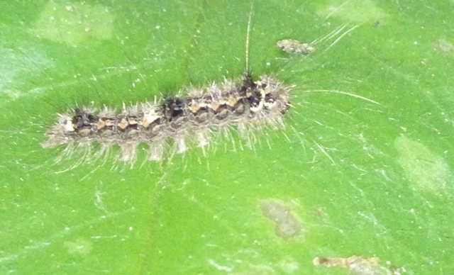 Lithosia quadra - négypettyes zuzmószövő