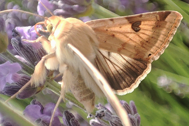 Heliothis peltigera - nagy veteménybagoly