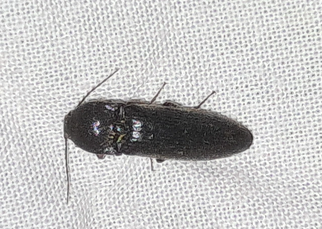 Melanotus